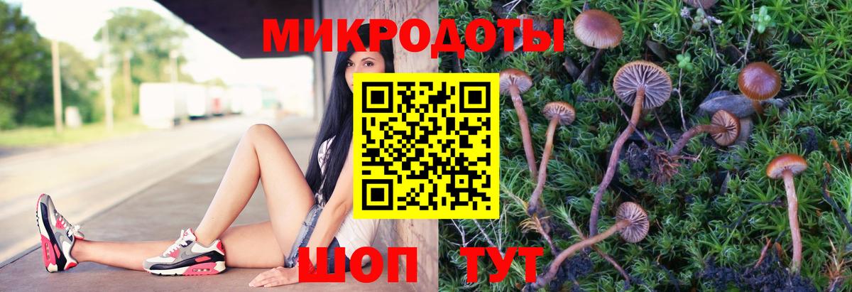 Галлюциногенные грибы Psilocybe Северобайкальск